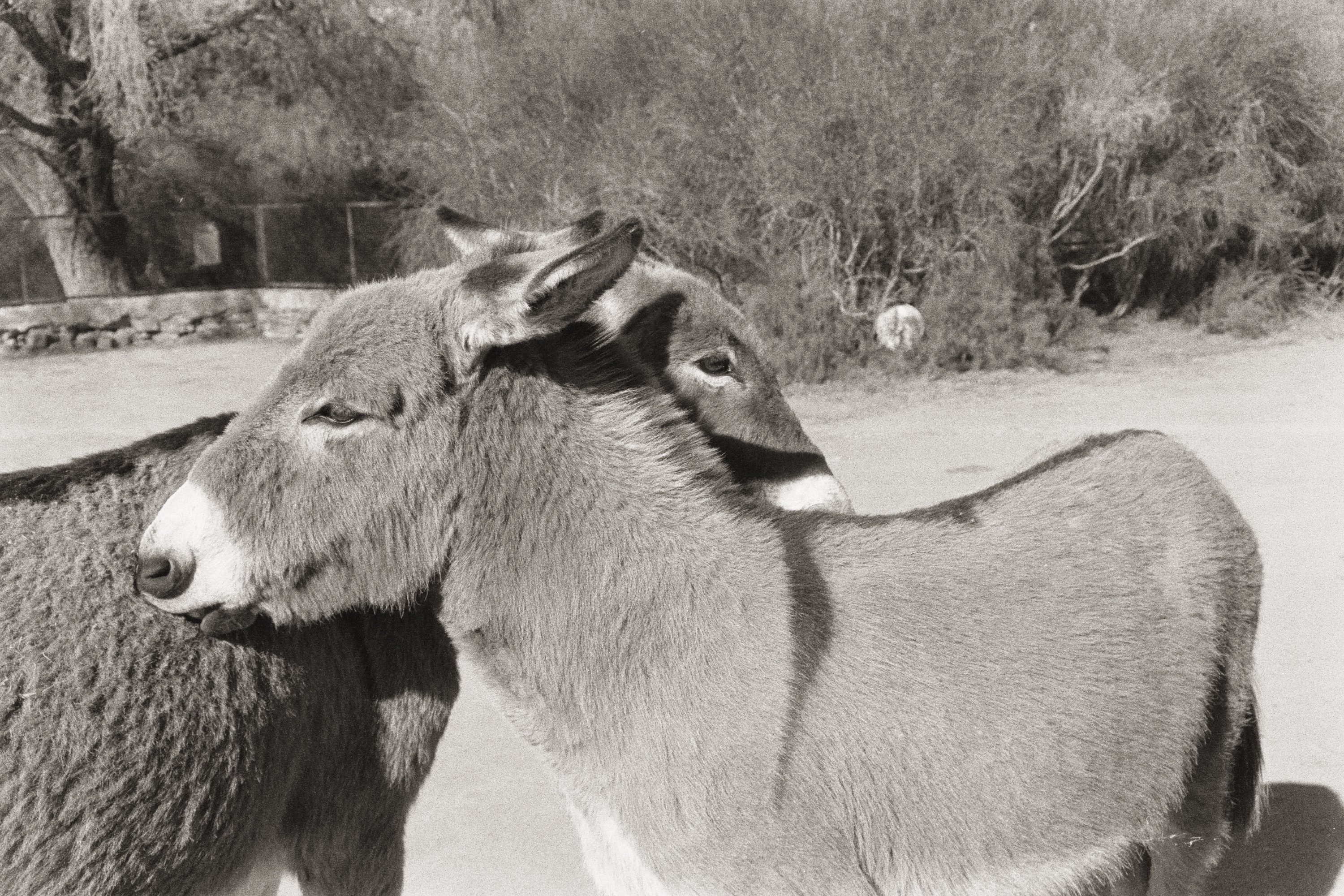 Dos burros.